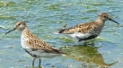 dunlin