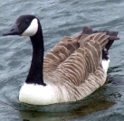 canada goose