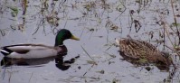 mallards