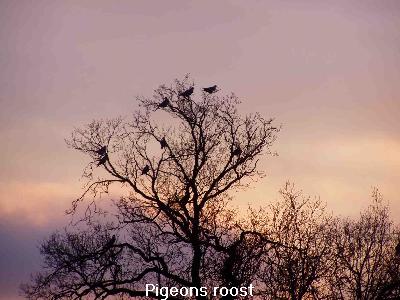 pigeon roost