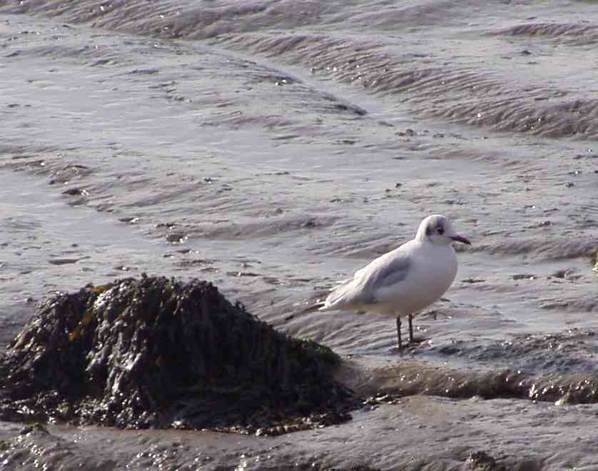 seagull